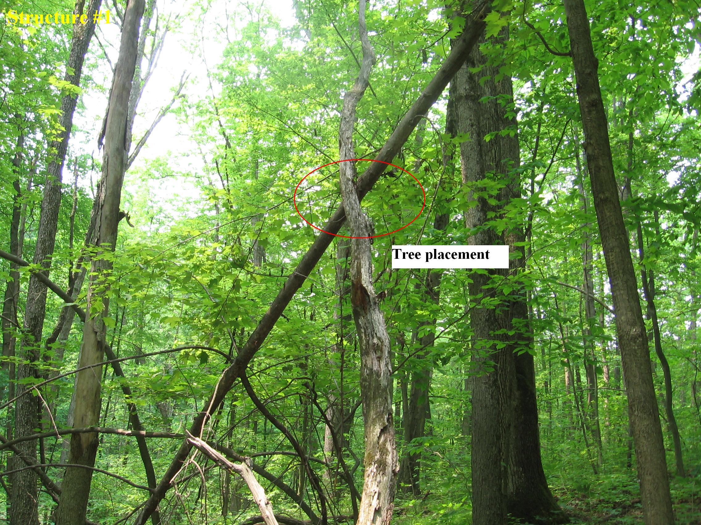 Structure #1, Dead tree placement making up structure #1 at edge of pond