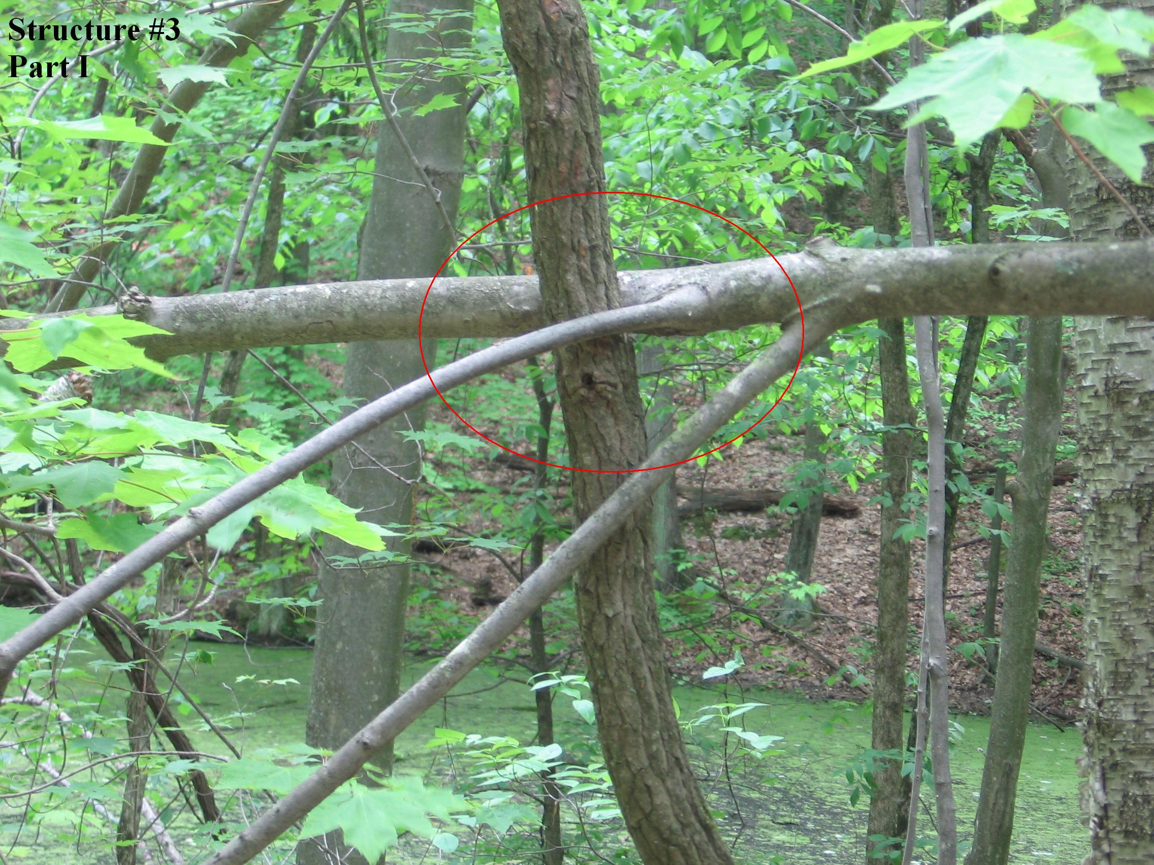 Structure #3, Tree woven through other trees part I