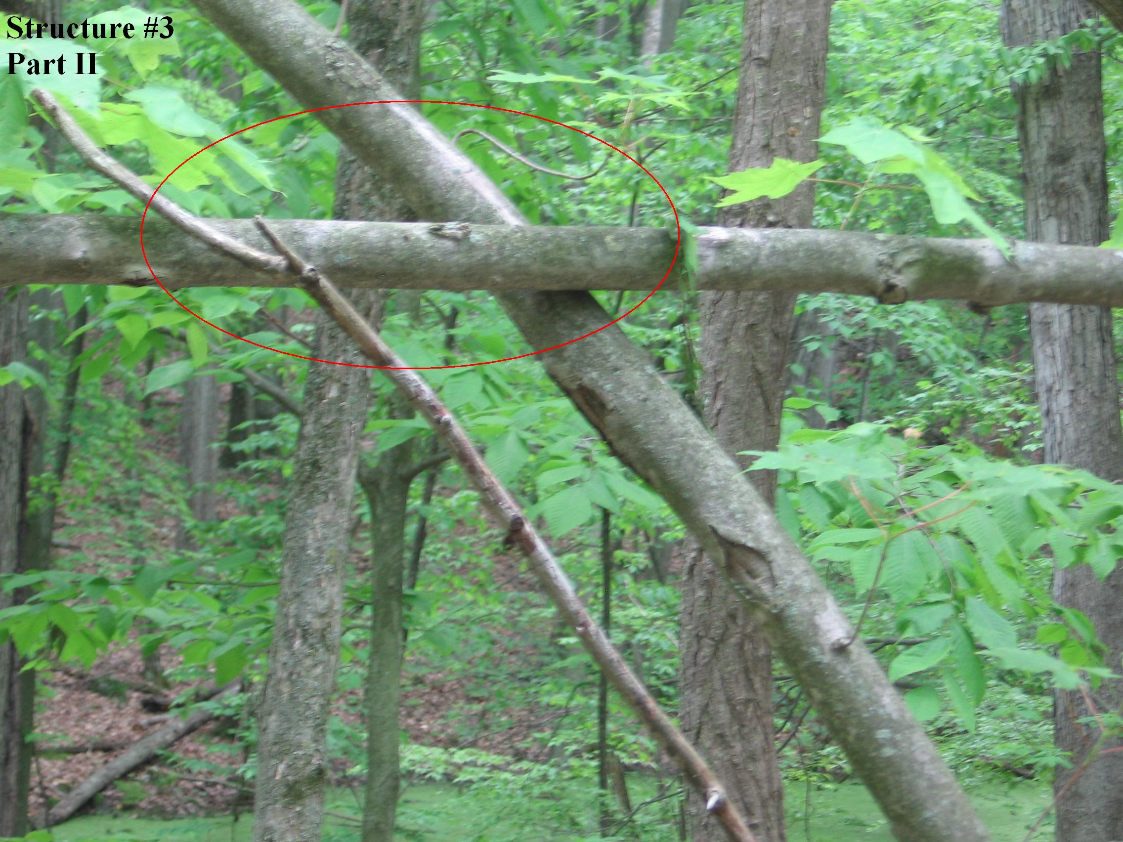 Structure #3, Tree woven through other trees part II