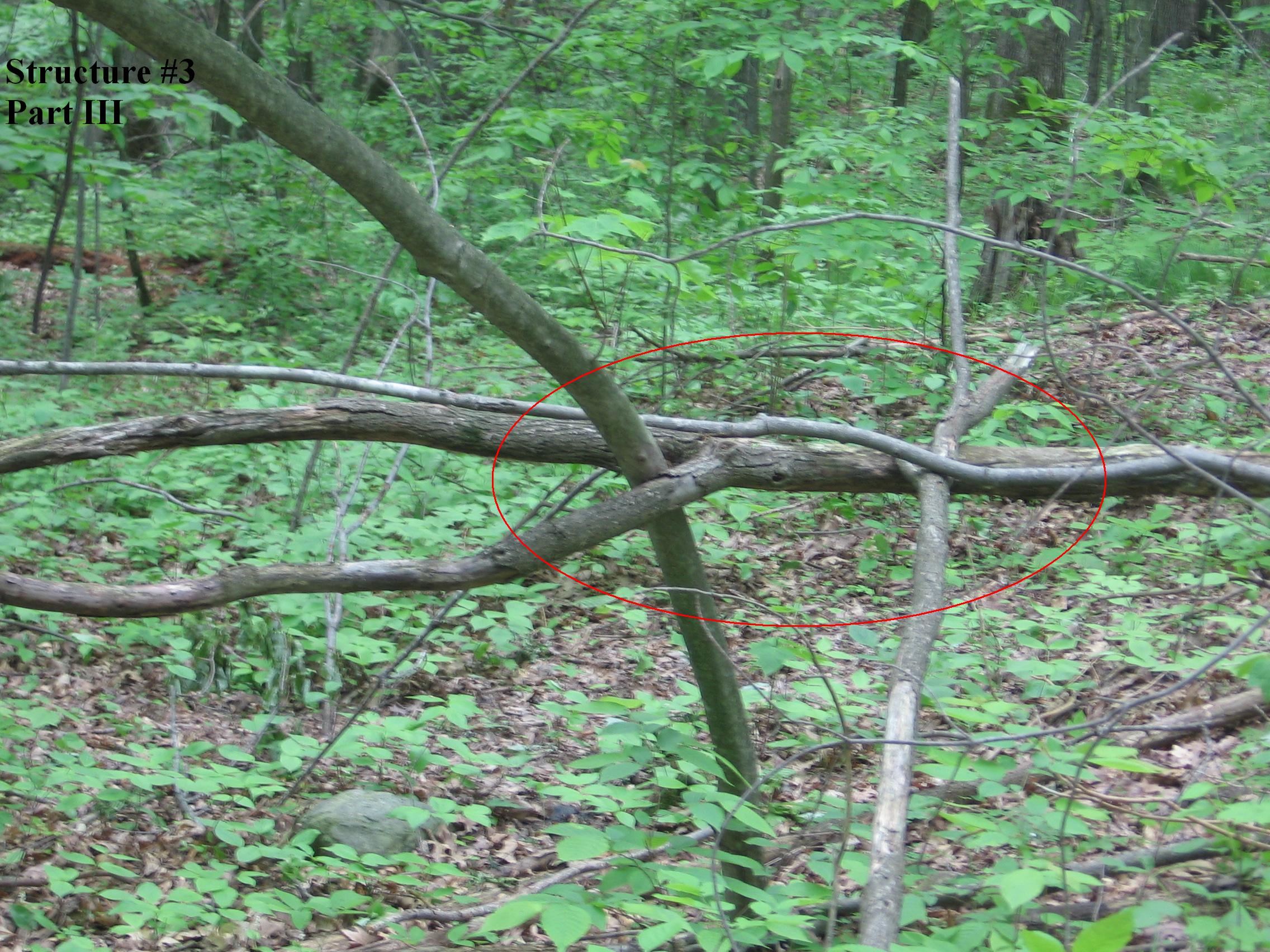 Structure #3, Tree woven through other trees part III