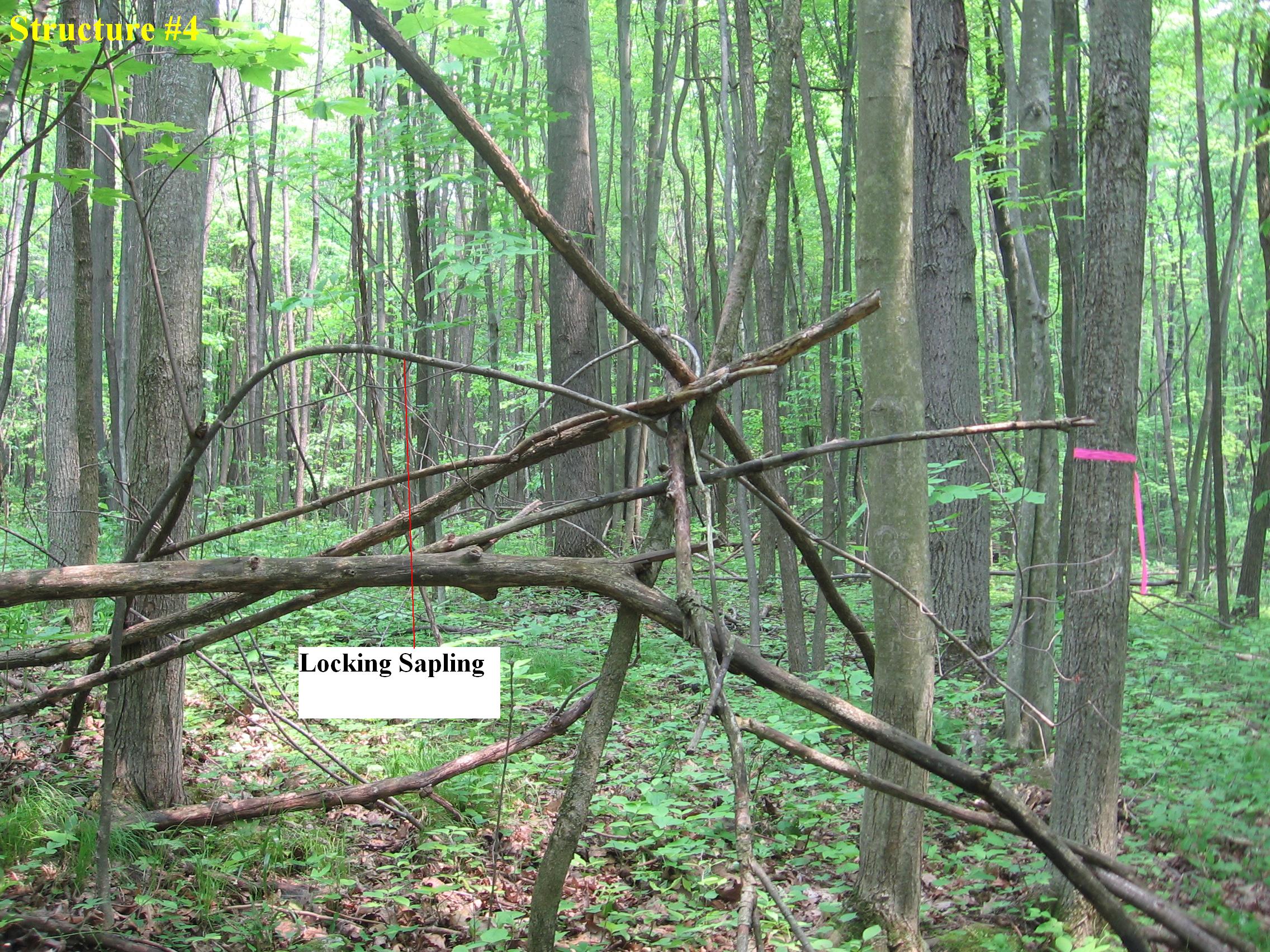 Structure #4, 5 foot tepee showing locking sapling