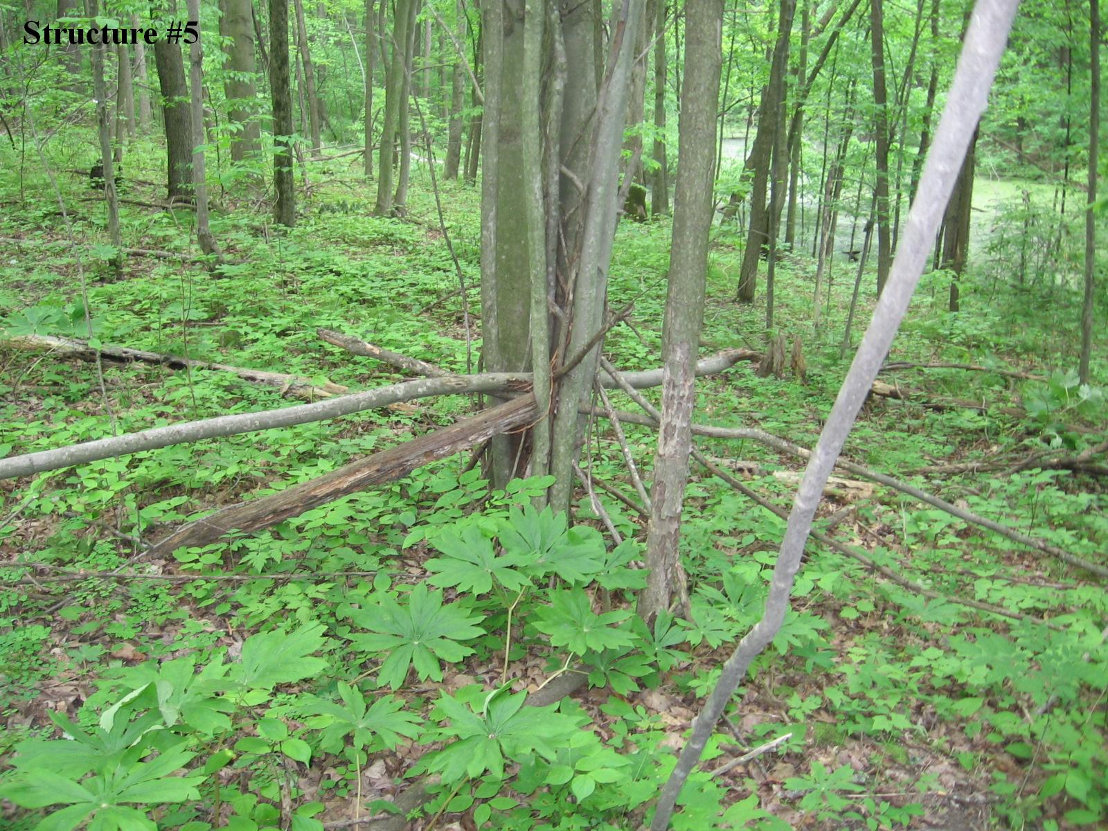 Structure #5, Using live tree sticking dead branches in at different angles