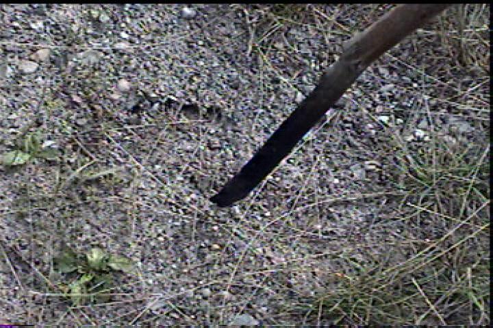 Photo of Baby Bigfoot Toe Print