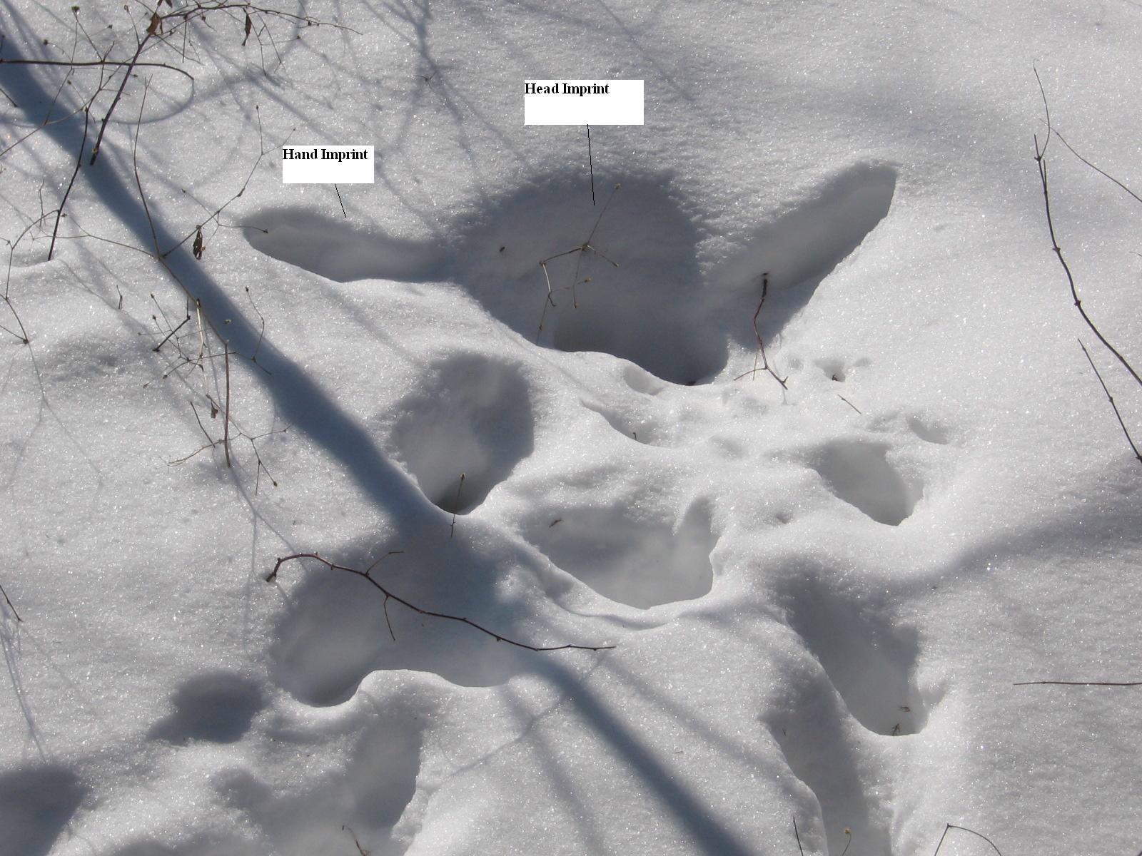 Photo of Bigfoot Head and Hand Prints