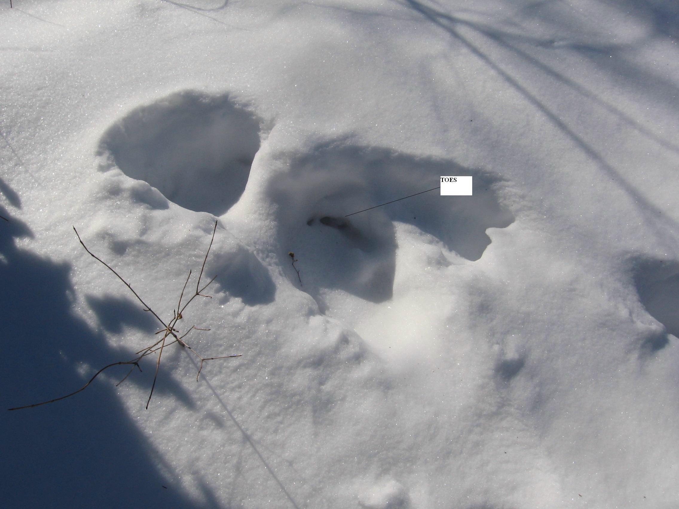 Photo of Bigfoot Toe Prints