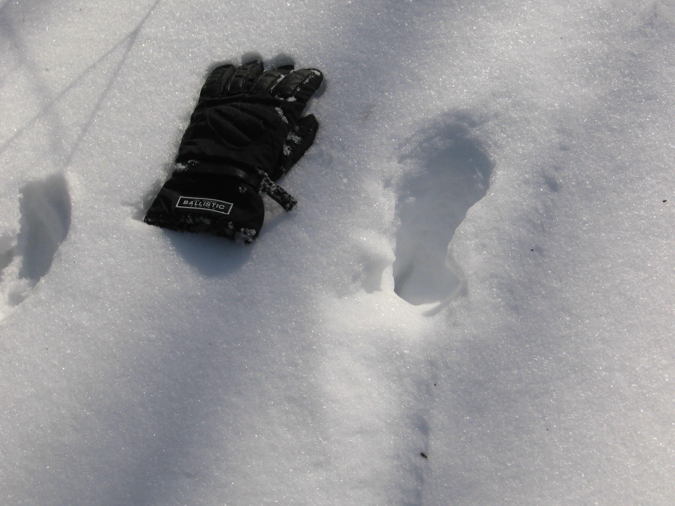 Photo of Glove Next to Smaller Bigfoot Tracks