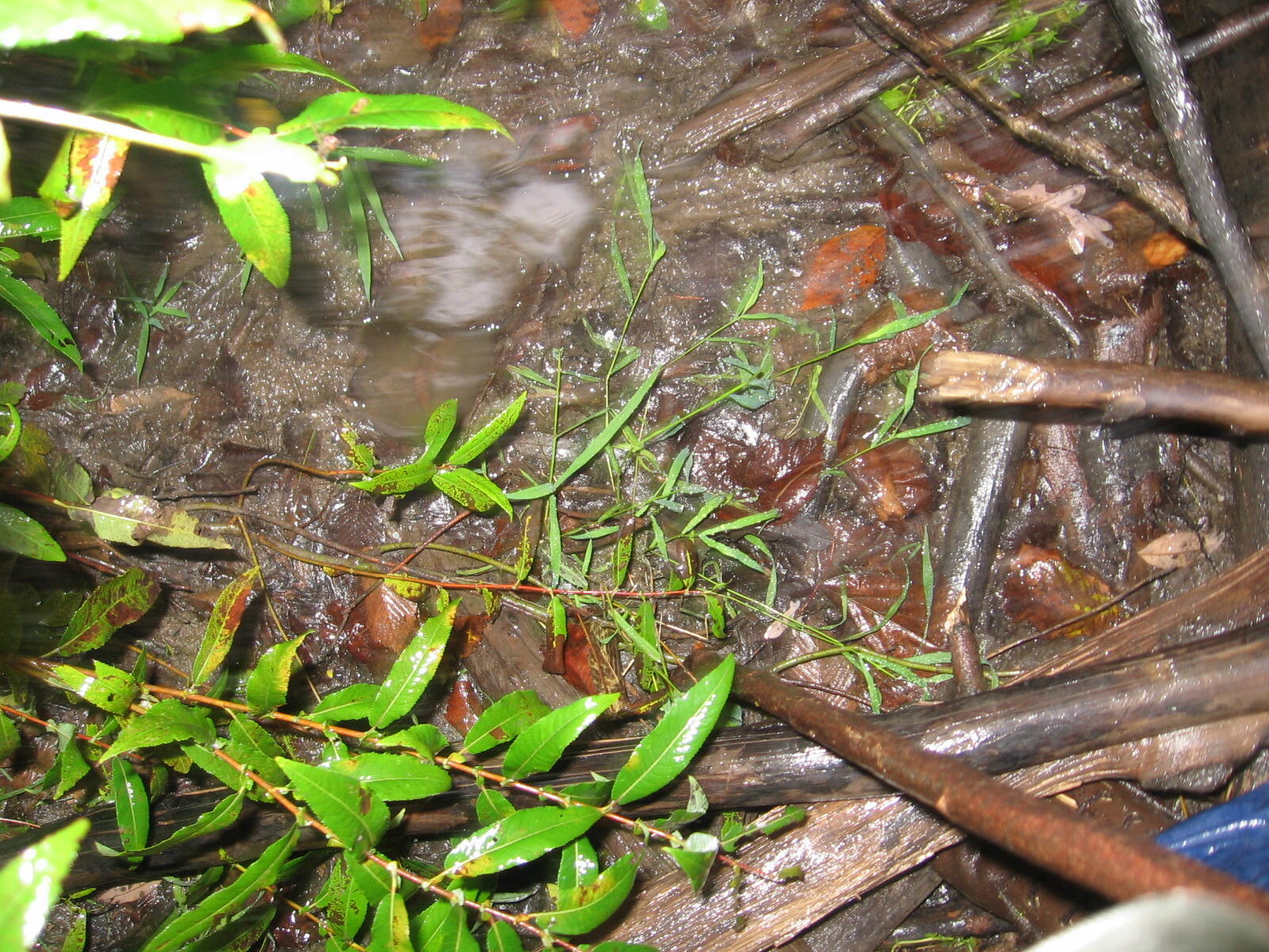 Photo of Bigfoot Foot Print Under Water