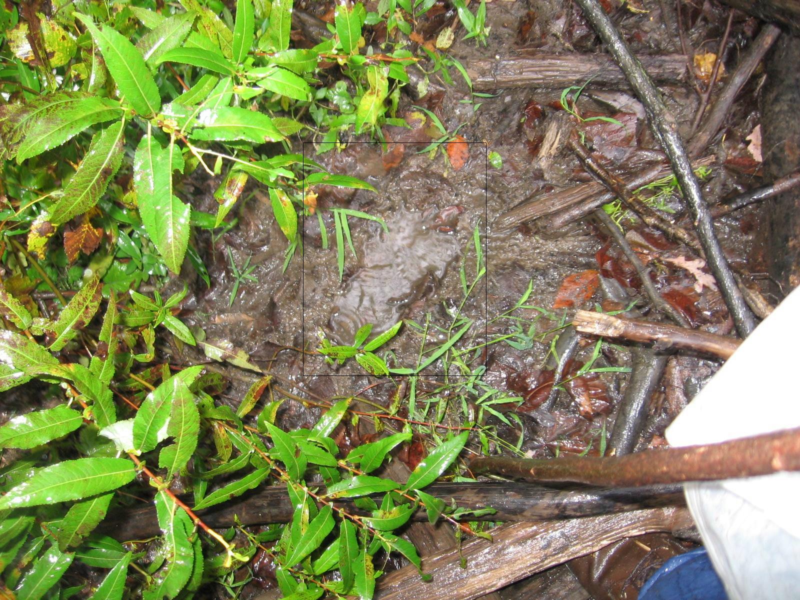 Photo of Bigfoot Heel and Toe Prints