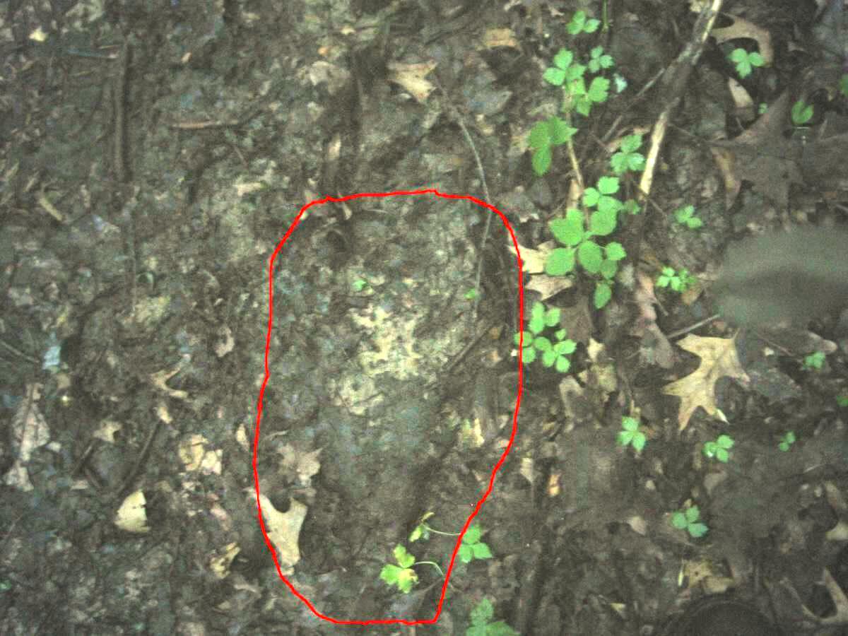 Photo of Bigfoot Footprint Outlined in Red