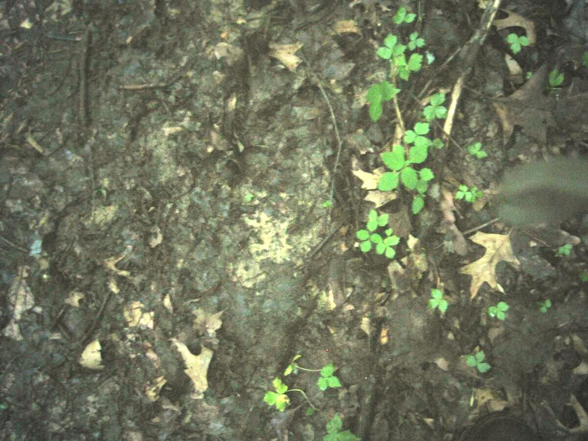 Photo of Bigfoot Footprint