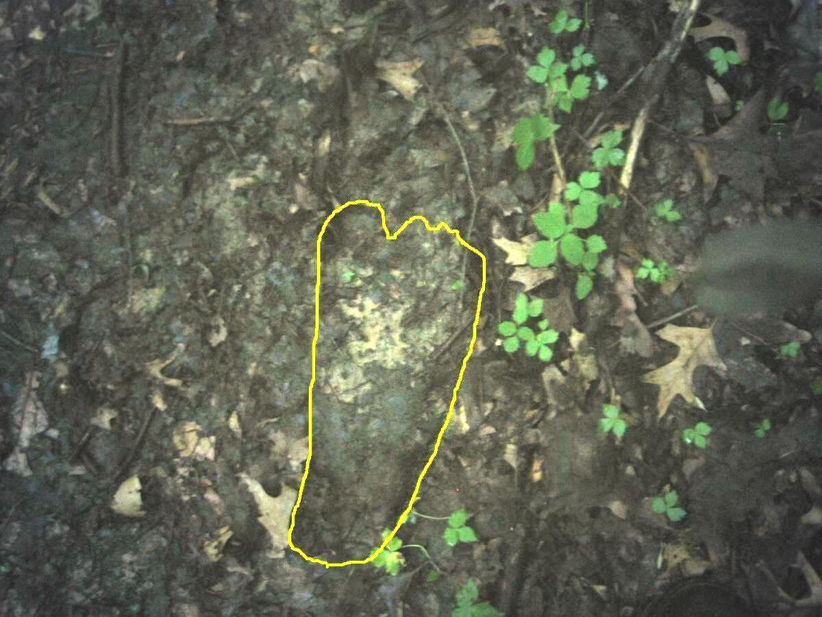 Photo of Bigfoot Footprint with Toes Outlined in Yellow