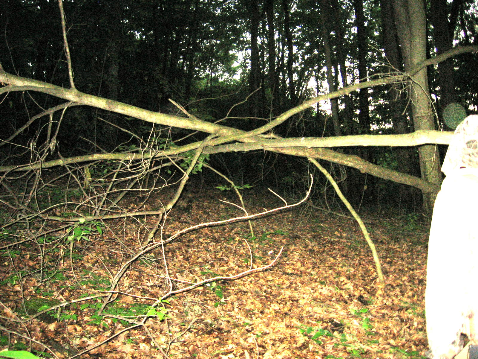 Photo at Dusk Showing Orb Near Head