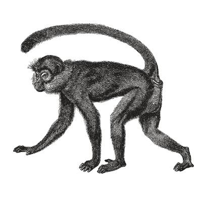 Paranormal Photos: Devil Monkey